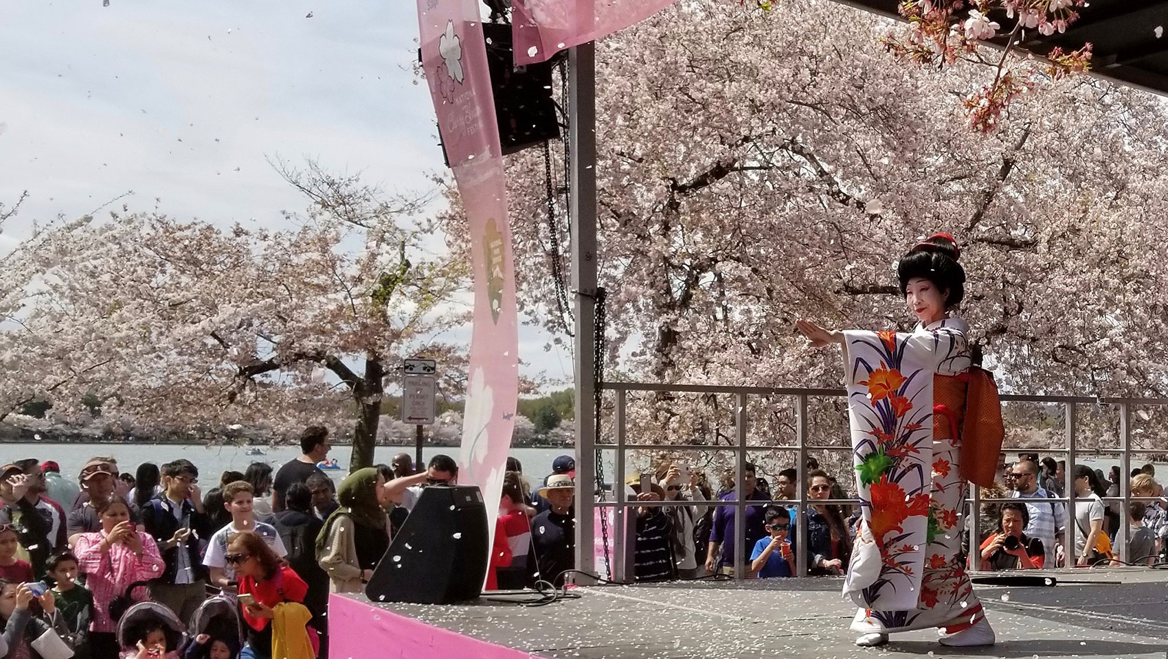 woman does a traditional dance in front of blossoming cherry trees