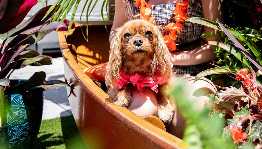 Dog at Dirty Habit Tiki Affair
